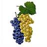 Столовые и винные сорта виноградной лозы, в маточниках оснований виноградной лозы