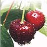 Cherry, Sour cherry