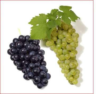 Uvas, 
vinhas e mudas